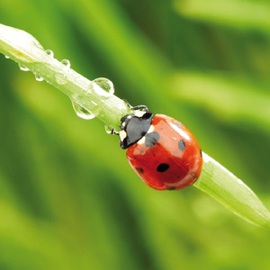 Meilleures ventes de suppléments italiens anti-âge à base de plantes Produits de soins de santé avec antioxydants prêts à l'exportation pour adultes - Product Image 6