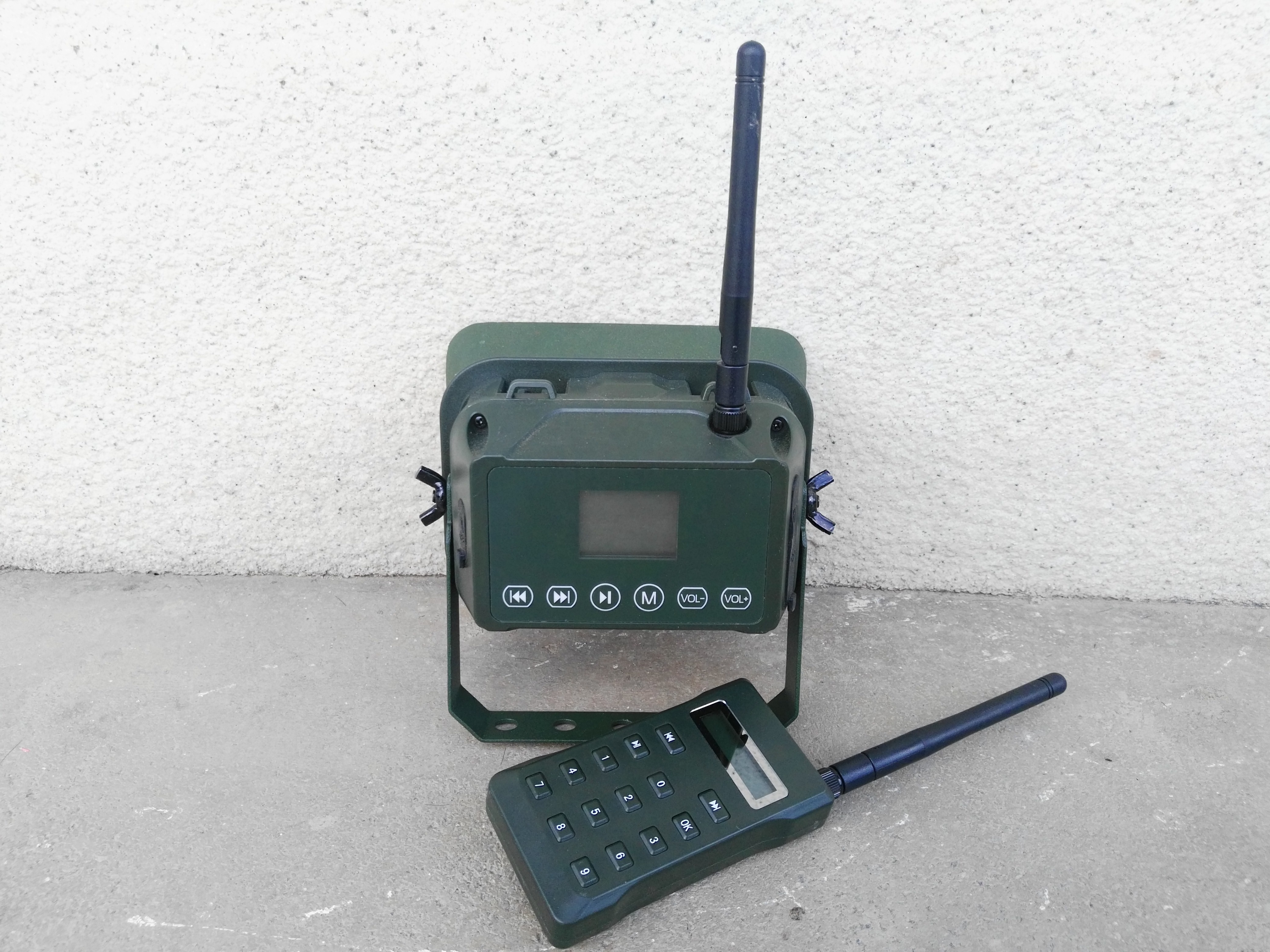 yard listening for birds