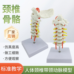 Modèle de colonne cervicale humaine avec artère carotide, nerfs, os occipital, disque intervertébral, modèle de colonne cervicale, colonne vertébrale - Product Image 5