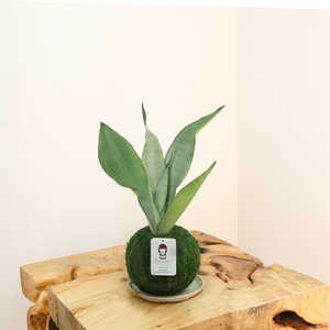 Estilo rural <span class=keywords><strong>Sansevieria</strong></span> Moonlight Kokedama con bola de musgo Macetas y jardineras colgantes para jardines urbanos para uso en el suelo - Product Image 2