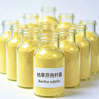 Bacillus Subtilis 100 Mil Millones de UFC/g, Aditivo para Alimento de Pavos Ponedores, Enzimas para Maximizar la Producción, Mejora la Digestión del Alimento, Cría de Pavos Ponedores