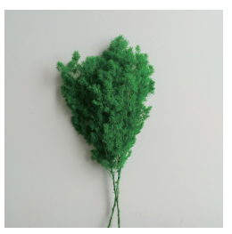 Amaranto Preservado Natural de Colores, Helecho Retrofractus <span class=keywords><strong>Ming</strong></span>, Flores Preservadas para Decoración del Hogar - Product Image 5