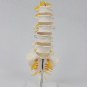 Modelo de enseñanza ortopédica de 5 segmentos de la zona lumbar vertebral, sacro y nervio accesorio II abierto, venta al por mayor del fabricante. - Product Image 1