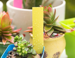 Étiquettes imperméables pour pots de plantes Étiquettes et étiquettes de jardin pour <span class=keywords><strong>semis</strong></span> en plastique pour pépinière - Product Image 4