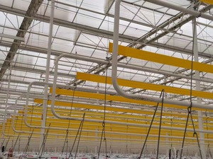 Rollo Adhesivo Amarillo <span class=keywords><strong>Ultra</strong></span> Fuerte, No Tóxico e Inodoro para Hogar, Jardín y Granja - Product Image 5