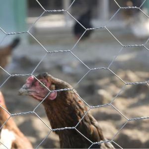 Malla de Alambre Hexagonal Galvanizada Antióxido con Recubrimiento en Polvo, Resistente y Ecológica, para Construcción de Recintos para Animales - Product Image 3