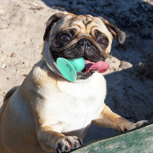 Juguete para masticar TPR en forma de cerdo ecológico para perros y pelota divertida para gatos, ventosa duradera, juguete para tratar mascotas empaquetado - Product Image 6