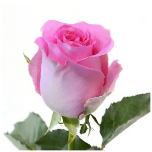 Premium Kenyan potongan bunga segar kebangkitan merah muda mawar berkepala besar 70cm batang grosir ritel potongan segar mawar