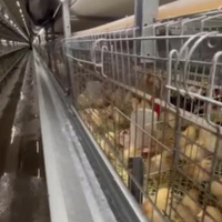 Système automatique de cage de batterie pour volaille poulet ferme poulets de chair nouvelle condition pour l'élevage de viande caille poulet