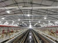 Système de poulailler modulaire-Connexion par boulon, expansion facile, 10,000 oiseaux par unité