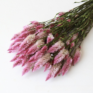 Ramo de Flores de <span class=keywords><strong>Celosia</strong></span> Secas Naturales, Ramo de Flores Secas Preservadas Reales para Decoración del Hogar, Arreglos Florales para Bodas - Product Image 3