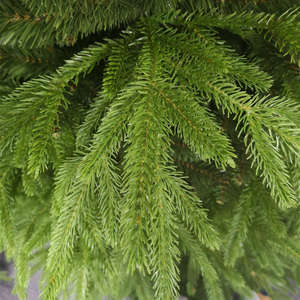 Árbol de Navidad de lujo Pe Pvc Automático Venta al por mayor Árboles de Navidad verdes artificiales frescos - Product Image 2