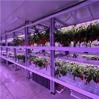 Serres agricoles Système hydroponique Conteneur Fermes verticales Agriculture Système hydroponique NFT pour laitue/Verts