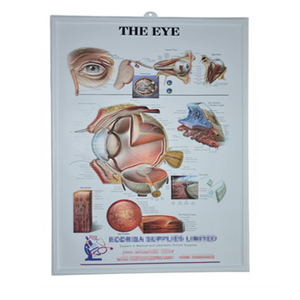 Pósteres médicos de pvc 3d, carteles médicos de promoción de regalo, tabla de anatomía médica en relieve - Product Image 6