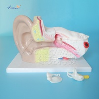 Modelo anatómico para agrandar la oreja, ciencia médica, anatomía del oído humano, modelo educativo, modelo de oído humano 3D anatómico agrandado
