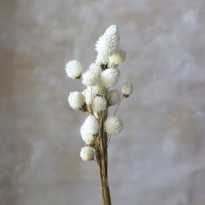 Arc-en-ciel Long Globe Amarante Fleurs Séchées <span class=keywords><strong>Fraise</strong></span> Séchée Fleur De Fruit Approvisionnement D'usine Fleurs Décoratives - Product Image 5