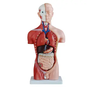 Torso de cuerpo humano para hombre, cuerpo de anatomía, 42cm, 13 piezas