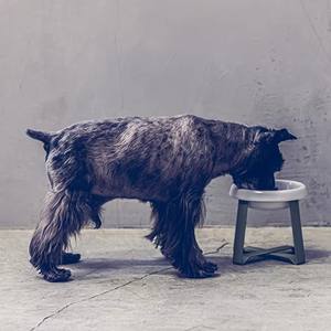 High Quality Large Tall Ceramic Cat Food <b>Stand</b> Tilted Breed Design Pet <b>Bowl</b> Eco-Friendly Standing <b>Dog</b> <b>Bowl</b> - Product Image 6