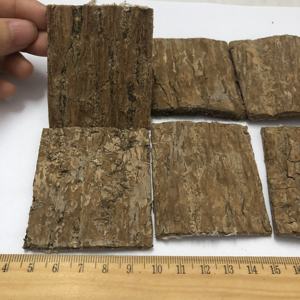 קליפת עץ אוקומייה אולמואידס טבעית, מיובשת, טהורה, בריאה ופופולרית למכירה - Product Image 2