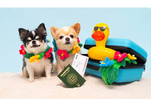 Pelucheux <span class=keywords><strong>pour</strong></span> divertir jouets <span class=keywords><strong>pour</strong></span> animaux <span class=keywords><strong>de</strong></span> compagnie guirlande hawaïenne fleur mignon remorqueur <span class=keywords><strong>de</strong></span> guerre jouet interactif <span class=keywords><strong>pour</strong></span> chiens et chats - Product Image 6