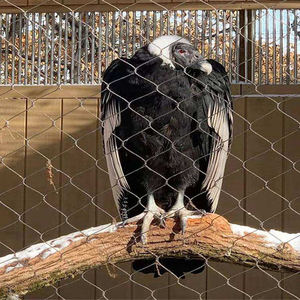 Sıcak Fırsat Yüksek Kaliteli Kuş Papağan Tel Örgü Paslanmaz Çelik Tel Örgü File Aviary Filesi - Product Image 4