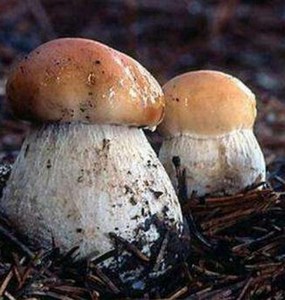 Polvo de Hongo Porcini <span class=keywords><strong>Boletus</strong></span> 80 Mesh - Extracto Fino Seco para Alimentos Saludables y Uso Culinario - Suministro al por Mayor - Product Image 5