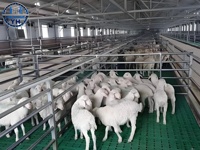 Structure en acier préfabriquée pour élevage de chèvres, fournisseur chinois, conception de hangar pour élevage de moutons