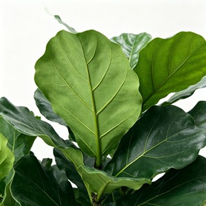 Artificial <b>Tree</b> Green <b>Potted</b> with Piano Leaf Banyan Ornaments for Living Room Floor Simulation - Product Image 5