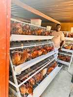 Système d'élevage avicole de haute capacité pour 96 poules pondeuses, nouvelle cage à poulets automatique galvanisée de type A à 4 portes, la plus vendue