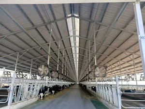 Granero de vaquillas prediseñado-Puesto libre de 4 filas, ancho de callejón de 3,5 m, galvanizado en caliente - Product Image 6