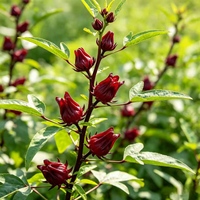 Pasokan Pabrik Bunga Rosella Kering Alami yang Dapat Dimakan, Bunga Hibiscus Kering Murni untuk Teh, Minuman, Makanan Penutup, dan Dekorasi Makanan
