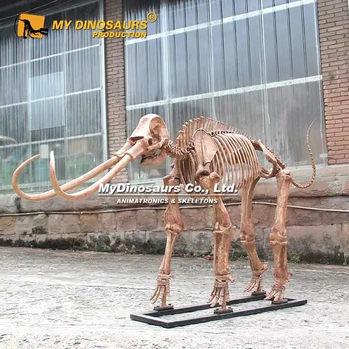 MY DINO Natural History 2.5m Museum Mammoth Skeleton for Sale