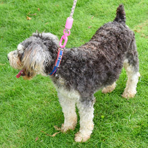 Correa de nailon resistente e impermeable para mascotas con logotipo personalizado con asa acolchada - Product Image 3