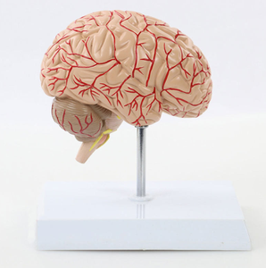 人体脳モデル解剖学脳血管解剖学モデル - Product Image 2
