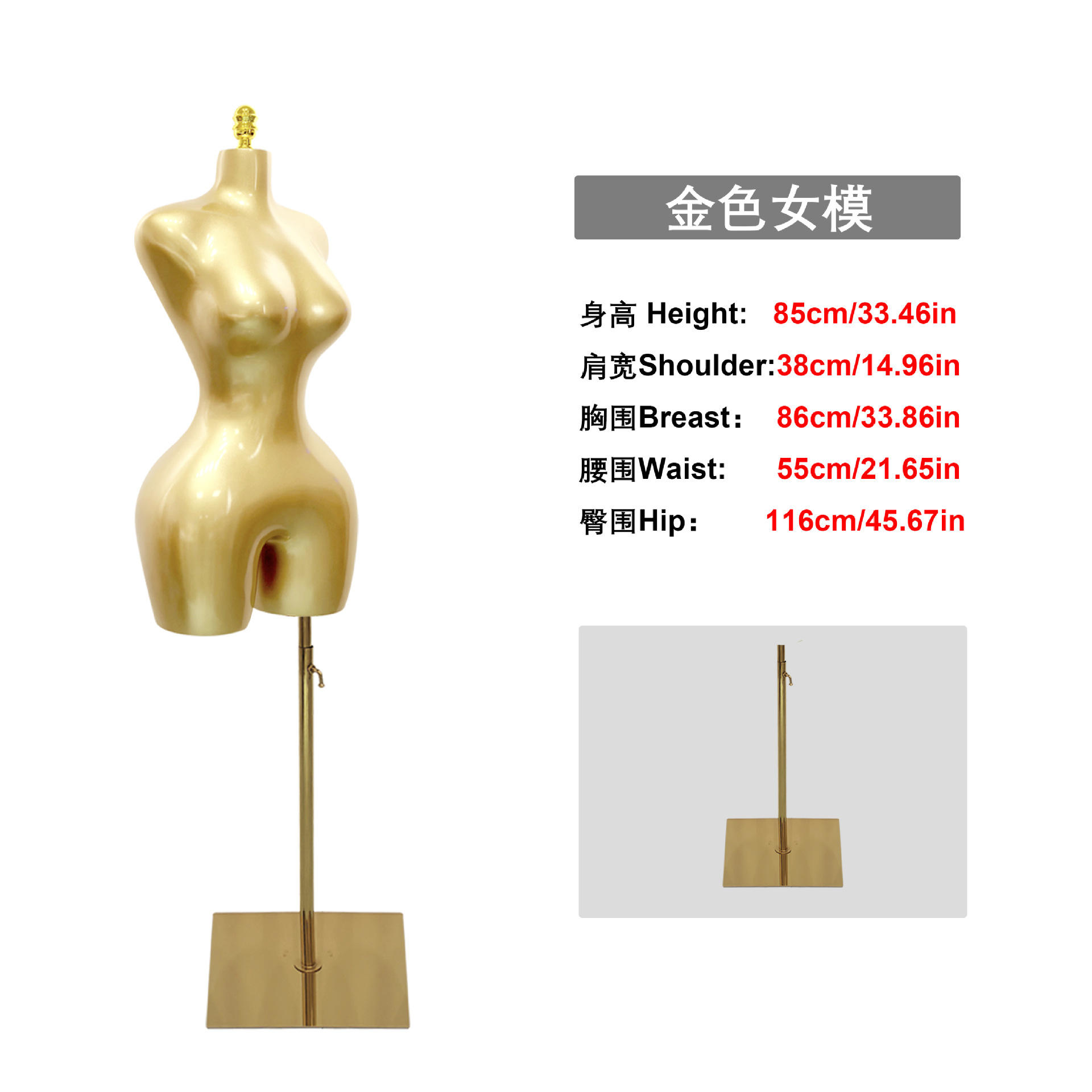 B gold half-body model