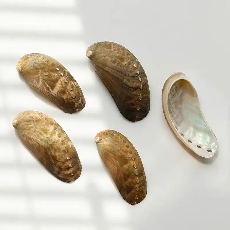 Небольшая раковина paua, очищенное от воды сырье, раковина уха осла, Раковина Морского Ушка