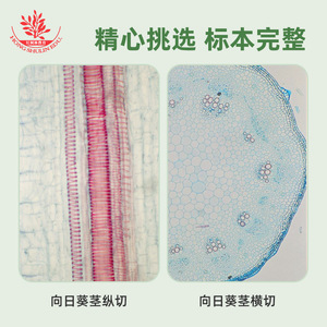 Observation et compréhension microscopiques des lamelles de tiges de plantes dicotylédonées, y compris des sections transversales et longitudinales - Product Image 3