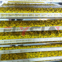 Système de déshydratation de fleurs intelligent à contrôle de température, mode économie d'énergie, déshydrateur de chrysanthèmes hors réseau