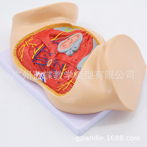 Modèle de périnée féminin, modèle d'anatomie périnéale, modèle d'anatomie gynécologique, modèle d'anatomie reproductive féminine - Product Image 3