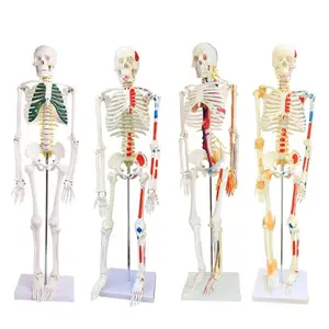 고품질 45CM 인체 해부학 해골 모델 학습 보조 해부학 인간 골격
