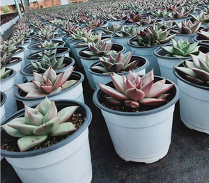 Pots de fleurs en plastique V9 <span class=keywords><strong>pour</strong></span> pépinière, pots de semis <span class=keywords><strong>pour</strong></span> petits jardins, pots <span class=keywords><strong>pour</strong></span> repiquer les succulentes et les petites plantes - Product Image 6