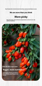 Goji seco auténtico Ningxia Zhongning 250g rico en antioxidantes Fábrica de bayas grandes y regordetas Sellado fresco - Product Image 6