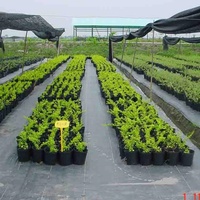 Toile de paillage hydrophile 100% PP aiguilletée anti-mauvaises herbes pour jardin et agriculture, découpe et dessin inclus