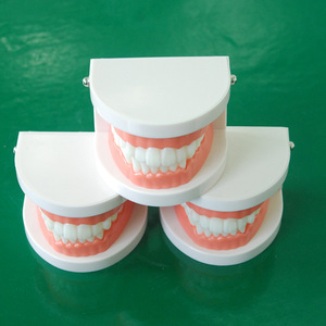 Modelo Anatómico de Odontología para Enseñanza de Ciencias Médicas, Modelo de Entrenamiento Dental, Material de Resina, Marca Yulin, Henan, CE/ISO - Product Image 2