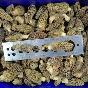 Chine Exportation de champignons sauvages congelés DETAN champignons <span class=keywords><strong>morilles</strong></span> sauvages congelés <span class=keywords><strong>Prix</strong></span> de gros - Product Image 6