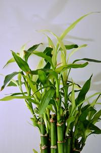 ต้นไผ่กวนอิม: ต้นดราเคน่า แซนเดอเรียนา พรีเมียม ต้นไม้สด ตกแต่งตามหลักฮวงจุ้ย จากผู้จัดจำหน่าย - Product Image 2