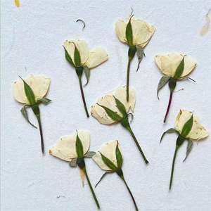 I645 <span class=keywords><strong>Rose</strong></span> a pressione laterale vere piccole <span class=keywords><strong>Rose</strong></span> fiori secchi pressati colori tinti per decorazioni - Product Image 2