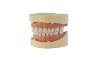 Modèle de dent Standard d'usine avec 28 dents modèle de fausses dents pratiques pour la démonstration d'enseignement - Product Image 2