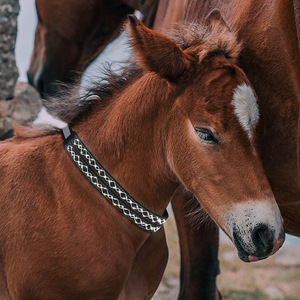 Equestre regolabile LED corda collo leggero copri notte riflettente abbigliamento per la formazione di cavalli altri prodotti del cavallo - Product Image 2