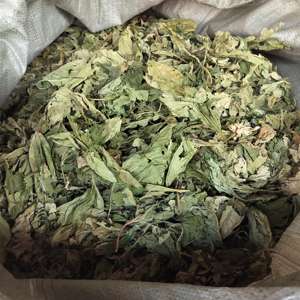 Tongjin Atacado <span class=keywords><strong>Mulberry</strong></span> Leaf <span class=keywords><strong>Tea</strong></span> Cuidados Saudáveis Chinese Herbal Bulk <span class=keywords><strong>Tea</strong></span> para Venda - Product Image 4